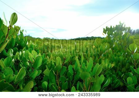 Top View The Golden Mangrove Tree Field