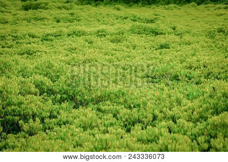 Top View The Golden Mangrove Tree Field