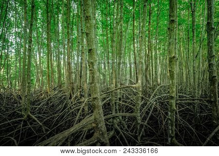 Roots  Golden Mangrove Tree Field.