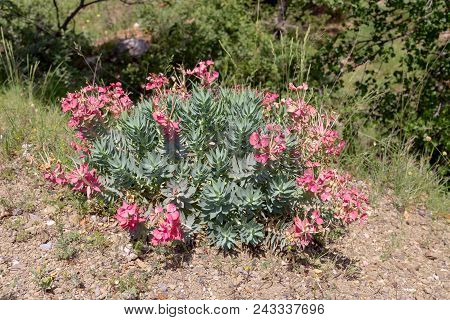 A Useful Plant Spurge (euphorbia Rigida) Grows And Blossoms In The Mountains Close-up On A Spring Da