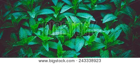 Horizontal Photo Of A Mystic Mint Meadow Grass. Mountain Nature, Mint Backdrop, Summer Evening. Marc