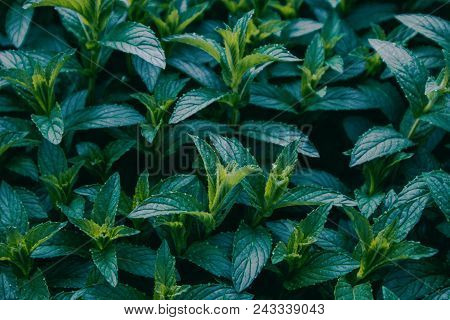 Horizontal Photo Of A Mystic Mint Meadow Grass. Mountain Nature, Mint Backdrop, Summer Evening. Marc