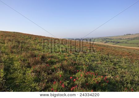 Efterårets vilde blomster