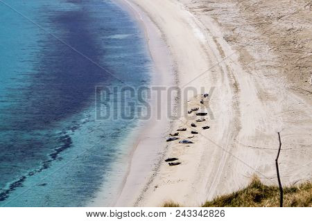 Seals In A Bay Of Shetland Islands Next To Lerwick In Scotland