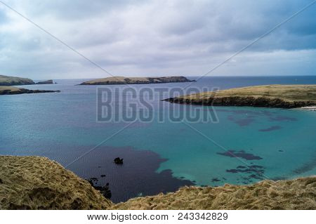 Seals In A Bay Of Shetland Islands Next To Lerwick In Scotland