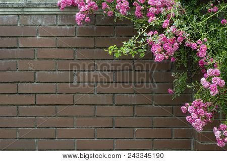 Abstract Image Texture For Designers With Huge Twiner On The Stone Wall. It Is Good Space For Promo 