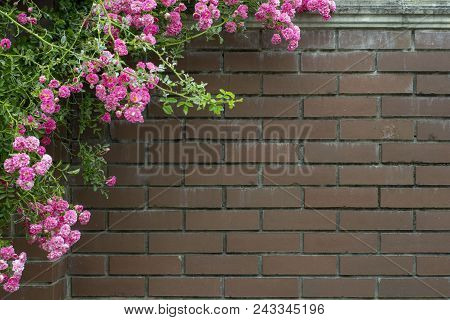 Abstract Image Texture For Designers With Huge Twiner On The Stone Wall. It Is Good Space For Promo 