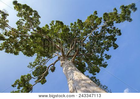The Big Tropical Tree With Sky Background, View From Below. Scientific Name Dipterocarpus Alatus Or 