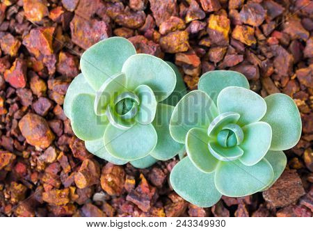 Succulent Plant Stonecrop, Fresh Leaves Detail Of Orostachys Furusei Ohwi