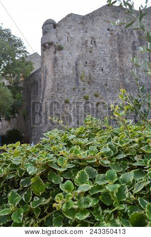 Green Bushes On The Background Of The Fortress Wall. Old Town Fortress Budva, Architecture Of Monten