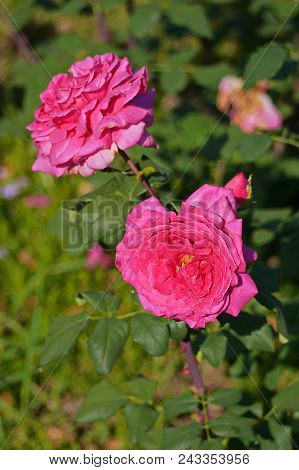 Roses Beautiful And Delicious Smelling Flowers Best Gift Beloved