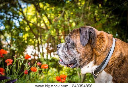 Closeup Of Geman Boxer Dog Head