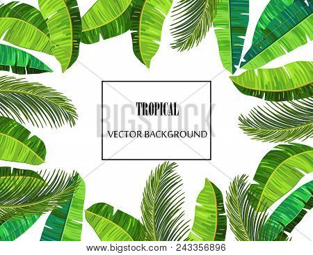 Banana Vector Frame With Exotic Palm Leaves. Realistic Jungle Plants - Coconut, Banana Palm Trees. S