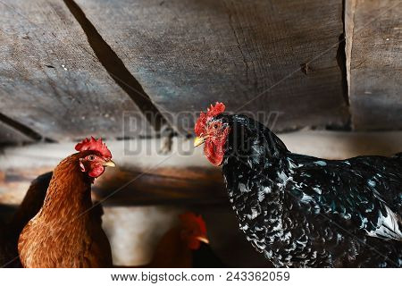 Big Black Rooster Portrait With Red Crest On Head And Chicken Ore, Domestic Bird In Chicken Poultry,