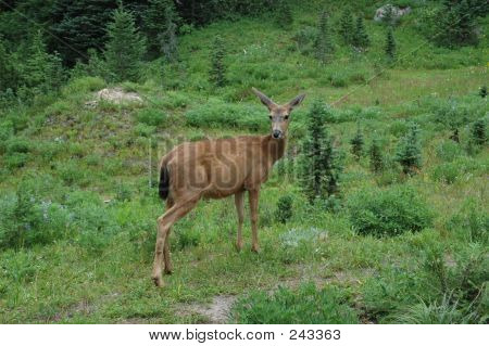 Blacktail Doe