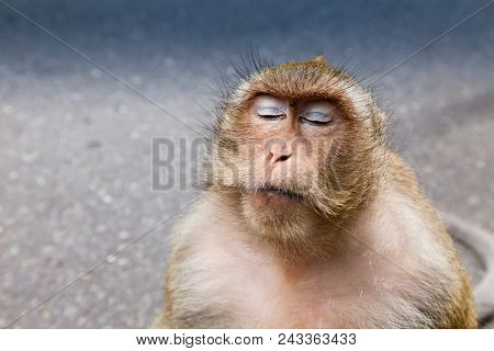 Portrait Of A Wild Crab-eating Macaque Long-tailed Macaque With Closed Eyes Relaxing.