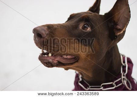 Dog On A White Background. Portrait And Emotions