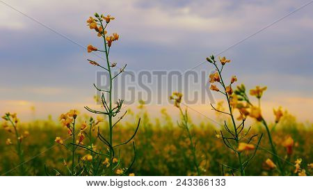 Rapeseed Flowers Bloom Against The Blue Sky