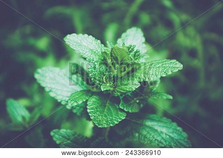 Horizontal Photo Of A Mystic Spearmint Grass. Mountain Nature, Mint Backdrop, Summer Evening. Marco 