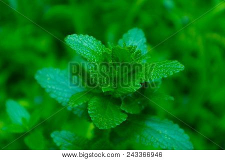 Horizontal Photo Of A Mystic Spearmint Grass. Mountain Nature, Mint Backdrop, Summer Evening. Marco 