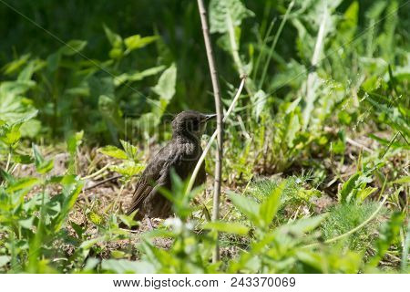 Common Starling In A Grass. European Bird At The Grass Background. Bird Watching.