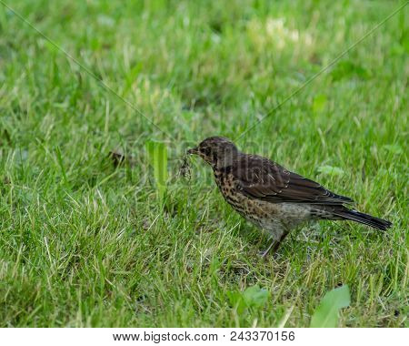 Common Starling In A Grass. European Bird At The Grass Background. Bird Watching.