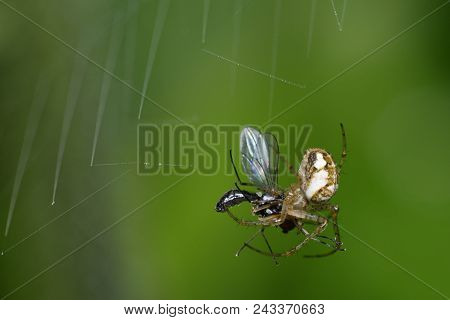 Spider - Metellina Mengei 
With Fly Prey