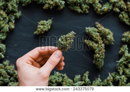 Grinder A Lot Ofx Marijuana, Fresh Buds Of Cannabis Many Weed. Copy Spase Copy-space
