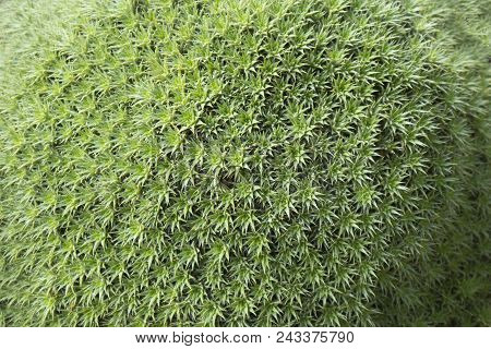 Close Up Of Sedum Spathulifolium Abstract Floral Green Background Selective Focus Soft Focus
