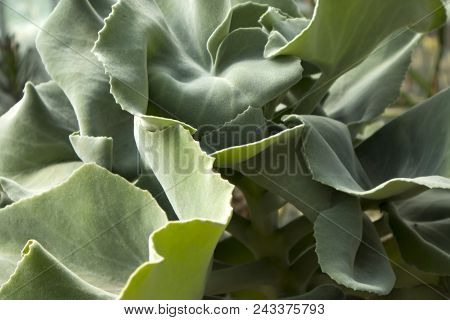 The Pigs Ear, Cotyledon Orbiculata, Is A Succulent Plant Indigenous To South Africa
