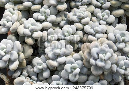 The Pigs Ear, Cotyledon Orbiculata, Is A Succulent Plant Indigenous To South Africa