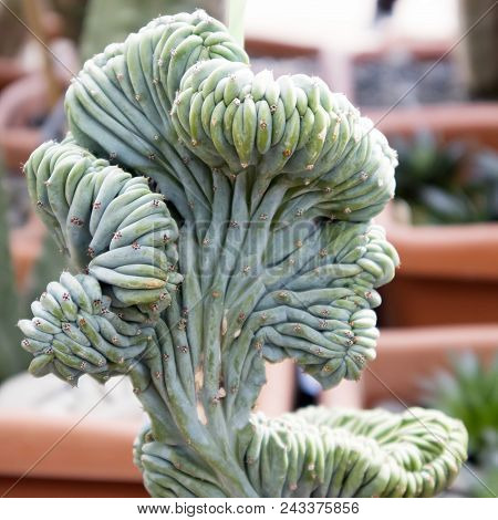 The Myrtillocactus Geometrizans Form Cristata In Botanical Garden