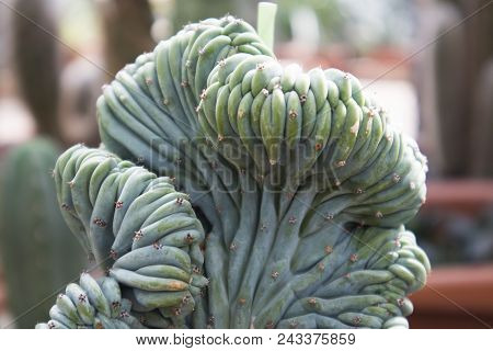 The Myrtillocactus Geometrizans Form Cristata In Botanical Garden
