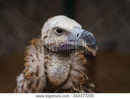 Wild Life. Vulture . Portraiture. Wild Life. Vulture . Portraiture.