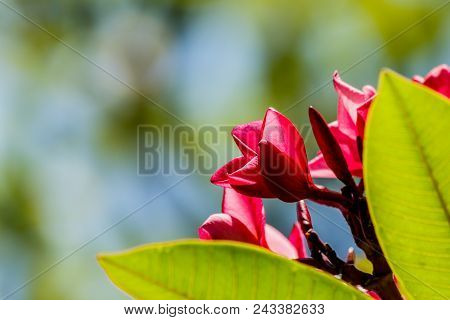 Plumeria Flower Pink  Frangipani Tropical Flower In Garden.
