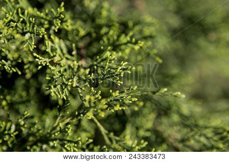 Green Thuya. Background Thuya. Thuya Tree Texture