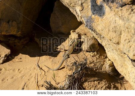 Side-blotched Lizard On Sandstone In Valley Of Fire State Park