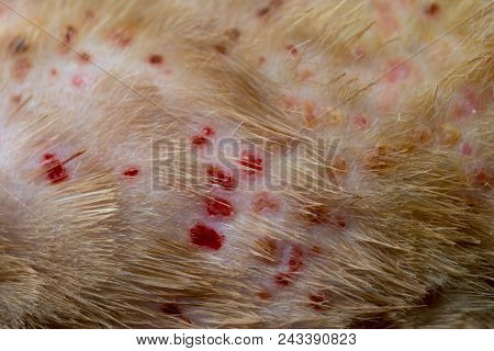 Dermatology Disease At The Cat Scin With Lots Of Red Acne