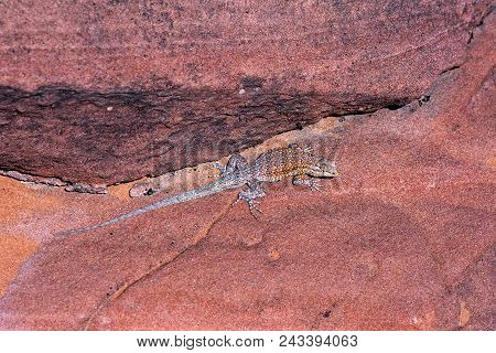 Side-blotched Lizard On Sandstone In Valley Of Fire State Park