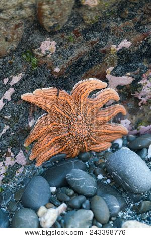 Orange Starfish On The Beach, Natural Animal In The Ocean
