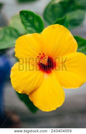Hawaiian Waterfall Flower. Hibiscus Brackenridgei - Hawaii. Yellow Flower With A Red Pestle. Symbol