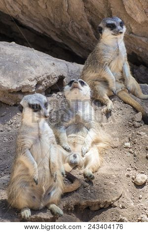 Group Of Meerkats Rest At Shallow Depth Of Field