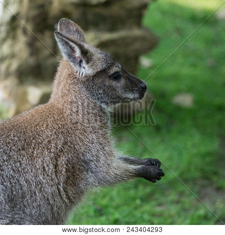 Forest Wallaby Wildlife Diprotodontia Macropoidae In Sunlgiht In Woodland With Yound Joey In Pouch