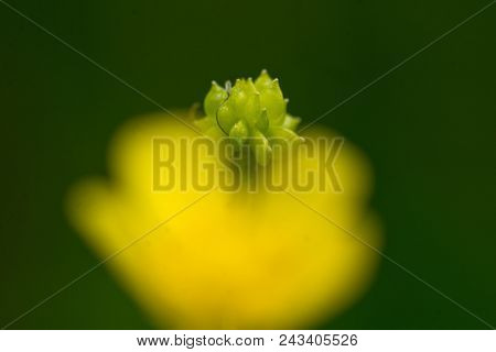 Meadow Buttercup - Ranunculus Acris - Fruit