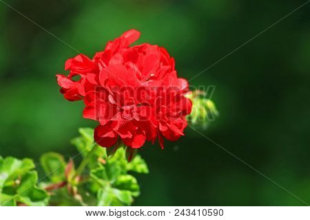 Red Geranium Close Up In The Garden With Green Background