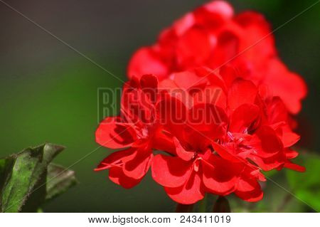 Red Geranium Close Up In The Garden With Dark And Green Background