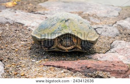 Tortoise Sleeping And Hiding Its Head On A Stone