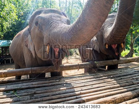 Two Beautiful Elephants With Large Trunks While Feeding In Nature