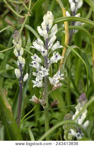 Roman Hyacinth - Bellevalia Romana 
From Mediterranean Region