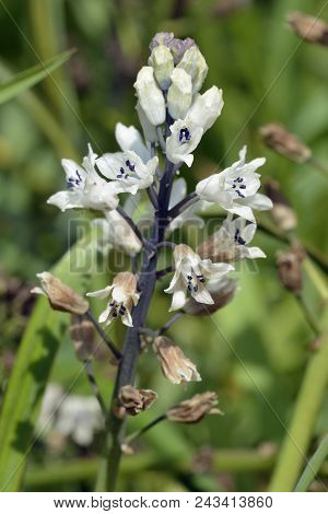 Roman Hyacinth - Bellevalia Romana 
From Mediterranean Region